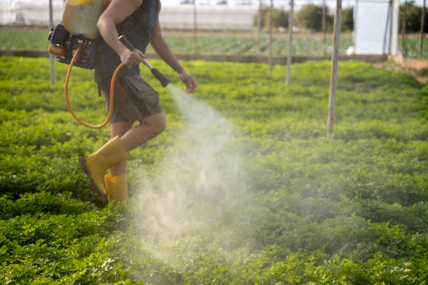 Best Local Pest Control Services  in Ruston, LA