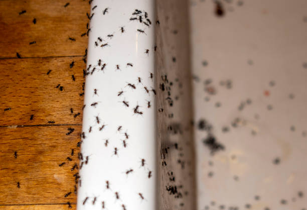 Best Residential Pest Control  in Ruston, LA