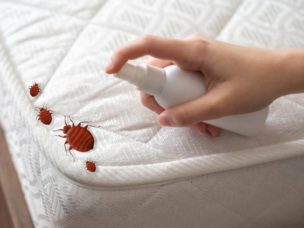 Best Emergency Pest Control  in Ruston, LA