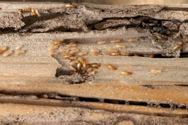 Best Wasp Removal Services  in Ruston, LA